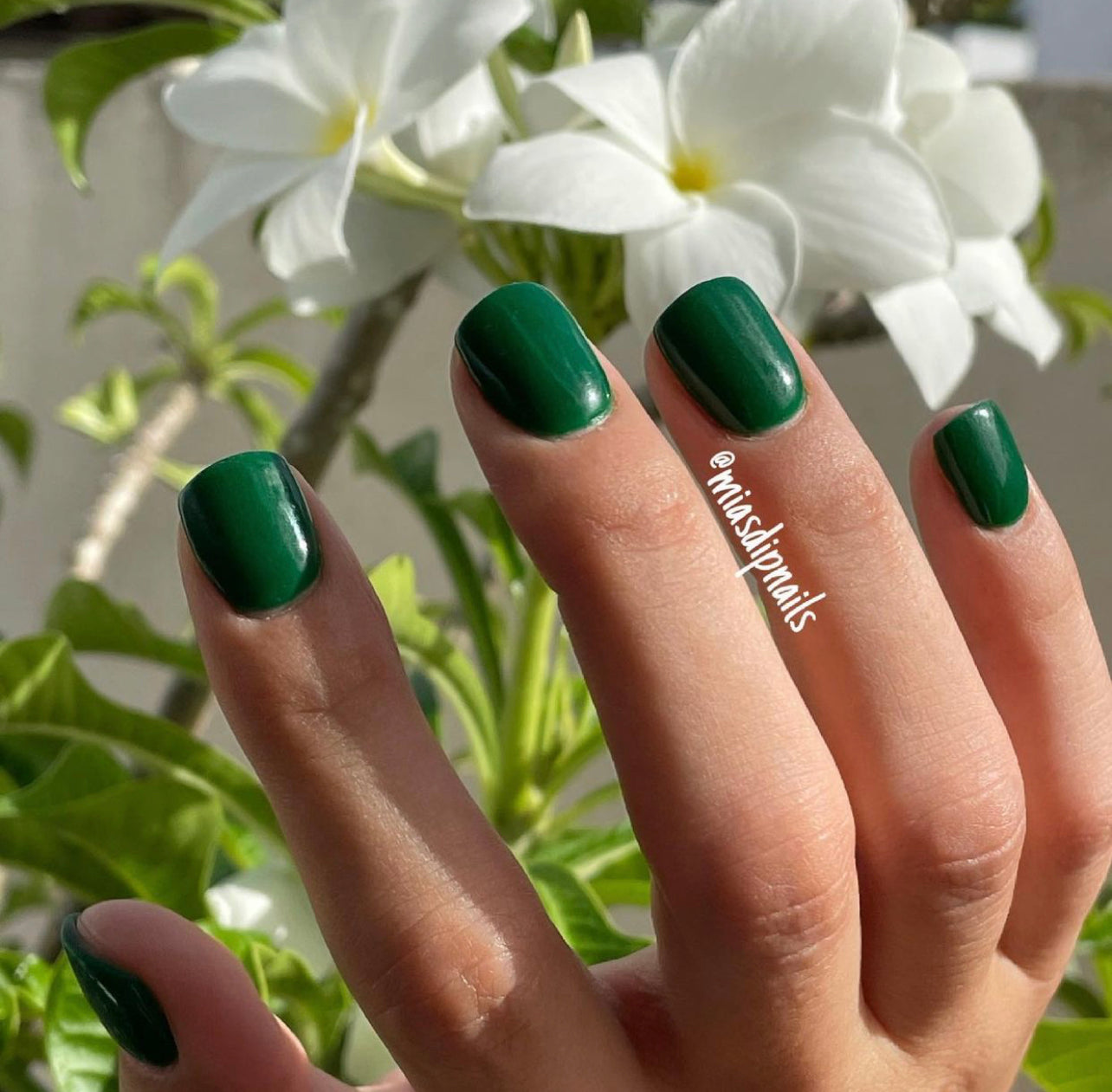 Hand with dark green glossy dip powder nails against white flowers and green leaves background.